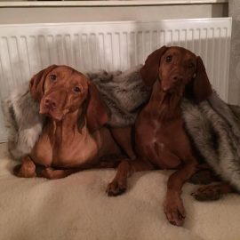 The Dogs